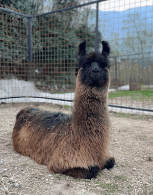 lista animali