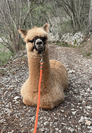 lista animali